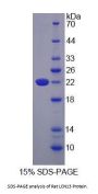 Rat Lipocalin 13 (LCN13) Protein