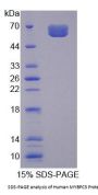 Human Myosin Binding Protein C, Cardiac (MYBPC3) Protein