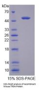 Mouse Triadin (TRDN) Protein