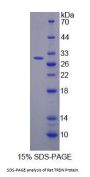 Rat Triadin (TRDN) Protein