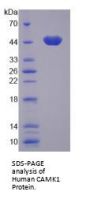 Human Calcium/Calmodulin Dependent Protein Kinase I (CAMK1) Protein