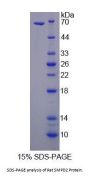 Rat Sphingomyelin Phosphodiesterase 2 (SMPD2) Protein