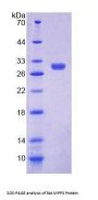 Rat Membrane Protein, Palmitoylated 3 (MPP3) Protein
