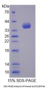 Mouse Arachidonate-12-Lipoxygenase, 12R Type (ALOX12B) Protein