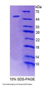 Mouse Acid Phosphatase 6, Lysophosphatidic (ACP6) Protein