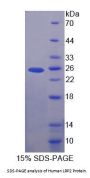Human Low Density Lipoprotein Receptor Related Protein 2 (LRP2) Protein