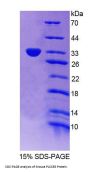 Mouse Phospholipid Scramblase 5 (PLSCR5) Protein