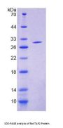 Rat Antigen Peptide Transporter 2 (TAP2) Protein
