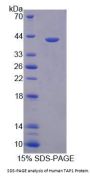 Human Antigen Peptide Transporter 1 (TAP1) Protein