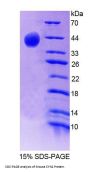 Mouse Synapsin-2 (SYN2) Protein