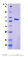 Mouse Cholinergic Receptor, Nicotinic, Epsilon (CHRNe) Protein