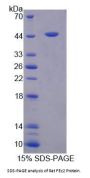Rat Fasciculation And Elongation Protein Zeta 2 (FEz2) Protein