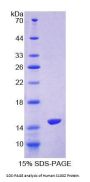 Human S100 Calcium Binding Protein Z (S100Z) Protein
