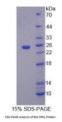 Rat 5'-3'Exoribonuclease 1 (XRN1) Protein