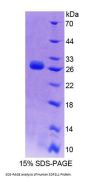 Human Stromal Cell Derived Factor 2 Like Protein 1 (SDF2L1) Protein