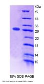 Mouse Stromal Cell Derived Factor 2 Like Protein 1 (SDF2L1) Protein