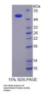 Human Nucleobindin 1 (NUCB1) Protein
