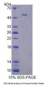 Mouse Nucleobindin 1 (NUCB1) Protein