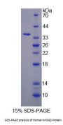 Human Mannosyl Oligosaccharide Glucosidase (MOGS) Protein