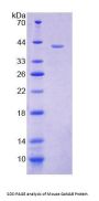 Mouse Glucosidase Alpha, Neutral AB (GaNAB) Protein