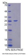 Rat Interleukin 17D (IL17D) Protein