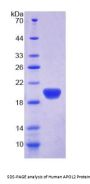 Human Apolipoprotein L2 (APOL2) Protein