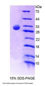 Human Protein Tyrosine Phosphatase, Non Receptor Type 5 (PTPN5) Protein