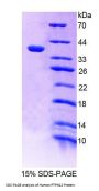 Human Protein Tyrosine Phosphatase, Non Receptor Type 12 (PTPN12) Protein