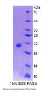 Mouse Protein Tyrosine Phosphatase, Non Receptor Type 13 (PTPN13) Protein