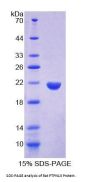 Rat Protein Tyrosine Phosphatase, Non Receptor Type 13 (PTPN13) Protein