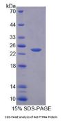 Rat Protein Tyrosine Phosphatase Receptor Type A (PTPRA) Protein