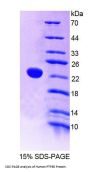 Human Receptor-Type Tyrosine-Protein Phosphatase Epsilon (PTPRE) Protein