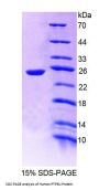 Human Protein Tyrosine Phosphatase Receptor Type U (PTPRU) Protein
