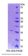 Mouse Protein Tyrosine Phosphatase Receptor Type Z (PTPRZ) Protein