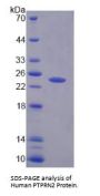 Human Protein Tyrosine Phosphatase Receptor Type N2 (PTPRN2) Protein