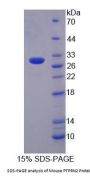 Mouse Protein Tyrosine Phosphatase Receptor Type N2 (PTPRN2) Protein