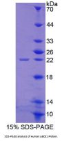 Human ATP Binding Cassette Transporter E1 (ABCE1) Protein