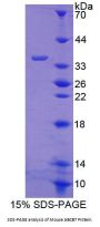 Mouse ATP Binding Cassette Subfamily B Member 7 (ABCB7) Protein