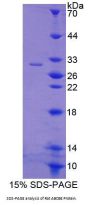 Rat ATP Binding Cassette Transporter B8 (ABCB8) Protein