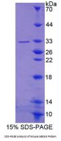 Mouse ATP Binding Cassette Transporter A5 (ABCA5) Protein