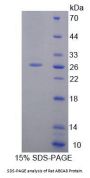 Rat ATP Binding Cassette Subfamily A Member 8 (ABCA8) Protein