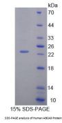 Human ATP Binding Cassette Transporter A9 (ABCA9) Protein
