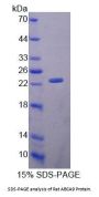 Rat ATP Binding Cassette Transporter A9 (ABCA9) Protein