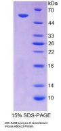 Mouse ATP Binding Cassette TransPorter A13 (ABCA13) Protein