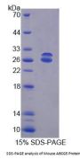 Mouse ATP Binding Cassette Subfamily G Member 5 (ABCG5) Protein