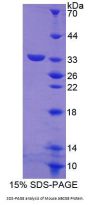 Mouse ATP Binding Cassette Subfamily G Member 8 (ABCG8) Protein