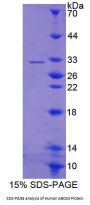 Human ATP Binding Cassette Subfamily G Member 4 (ABCG4) Protein