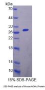 Mouse Acetyl Coenzyme A Acyltransferase 1 (ACAA1) Protein