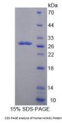 Human Acyl Coenzyme A Dehydrogenase, Long Chain (ACADL) Protein