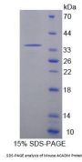 Mouse Acyl Coenzyme A Dehydrogenase, C4-To-C12 Straight Chain (ACADM) Protein